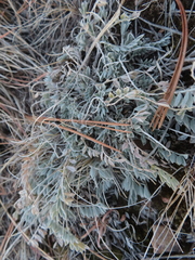 Astragalus missouriensis