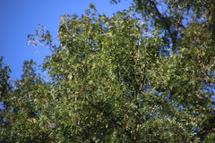 Xanthocercis zambesiaca