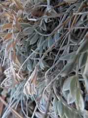 Astragalus missouriensis