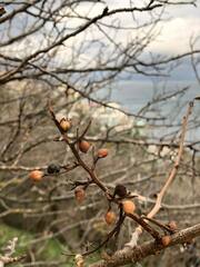Pistacia atlantica mutica