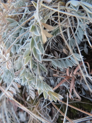 Astragalus missouriensis
