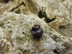 Littorina