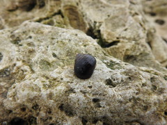 Littorina
