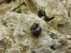 Littorina