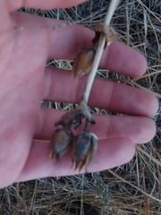 Penstemon grandiflorus