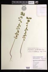 Euphorbia spathulata