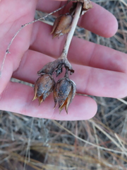 Penstemon grandiflorus
