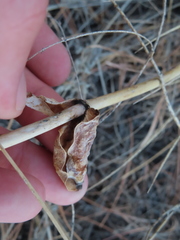 Penstemon grandiflorus
