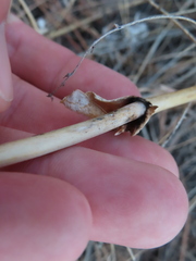 Penstemon grandiflorus