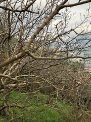 Pistacia atlantica mutica