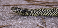 Lampropeltis getula