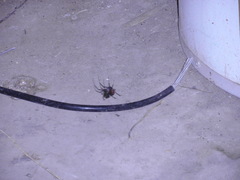 Latrodectus