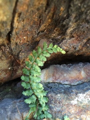 Asplenium bradleyi