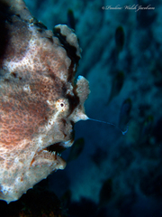 Antennarius commerson
