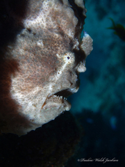 Antennarius commerson