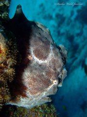 Antennarius commerson