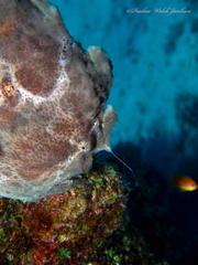 Antennarius commerson