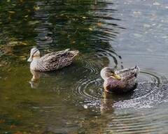 Anas platyrhynchos × fulvigula