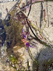 Flabellinopsis iodinea