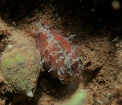 Purpuradusta gracilis