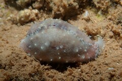 Erronea subviridis dorsalis