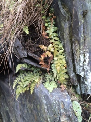 Asplenium bradleyi