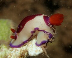 Hypselodoris