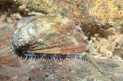 Haliotis