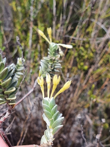 Image of Gnidia anomala by (c) Corli du Toit Smith, some rights reserved (CC BY)