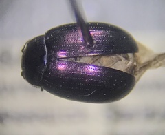 Phaedon purpureus