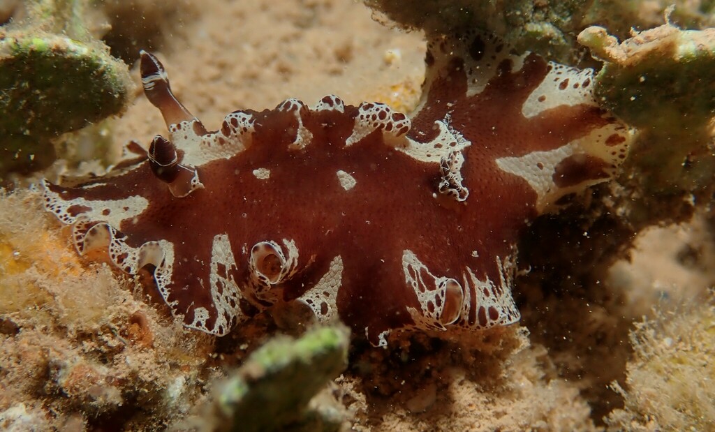 Discodoris from Point Samson WA 6720, Australia on December 24, 2022 at