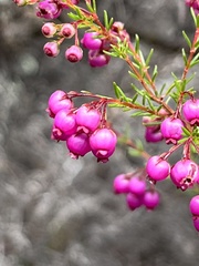 Erica multumbellifera