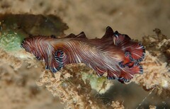 Pseudobiceros fulgor