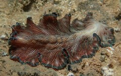 Pseudobiceros fulgor