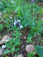 Linaria amethystea