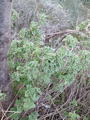 Pseudodictamnus hirsutus