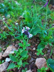 Linaria amethystea