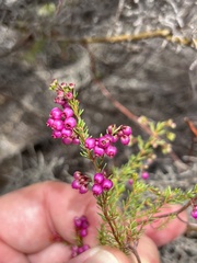 Erica multumbellifera