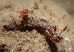 Chromodoris