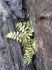 Asplenium bradleyi