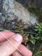 Asplenium bradleyi