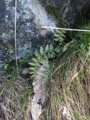 Asplenium bradleyi