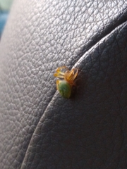 Araniella cucurbitina