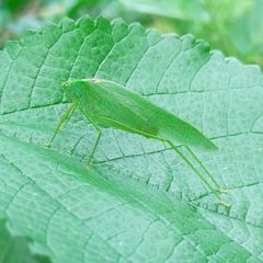 Grammadera steinbachi