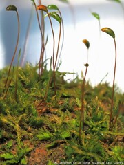 Sciuro-hypnum plumosum