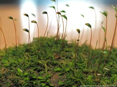 Sciuro-hypnum plumosum