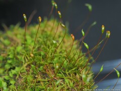 Sciuro-hypnum plumosum