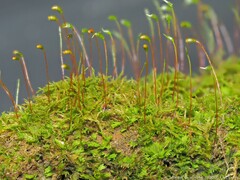 Sciuro-hypnum plumosum