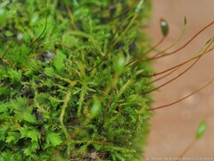 Sciuro-hypnum plumosum