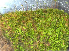 Sciuro-hypnum plumosum